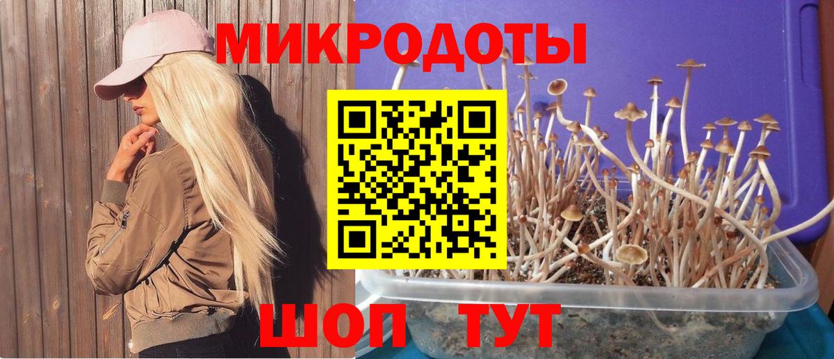 Псилоцибиновые грибы Cubensis Дятьково